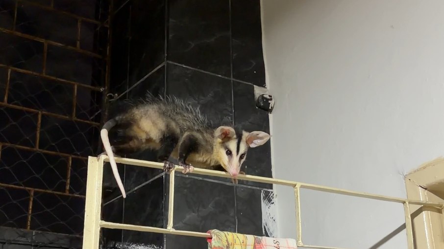 Babá de gatos é surpreendida com saruê intruso