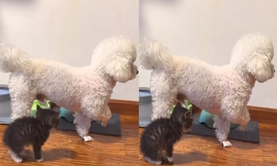 Cachorro 'congela' de medo ao ver gato e viraliza online