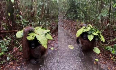 Orangotango improvisa guarda-chuva com folhas em floresta