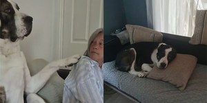 Cão de 84 kg age como filhote carente e surpreende tutores