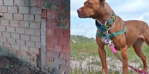 Idoso morre após ser atacado por pitbull do vizinho em MG