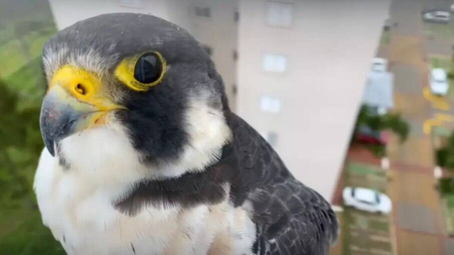 Falcão registrado por morador de Campinas.