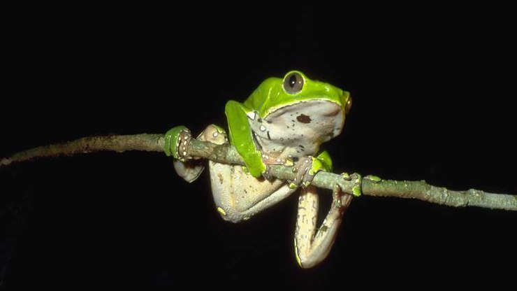 Ritual de “limpeza espiritual” com veneno de sapo mata britânico