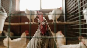 Produção de cacau cresce no Estado de São Paulo