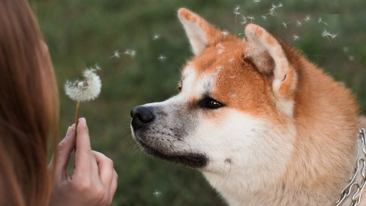 No ato de farejar o cão recolhe diversas informações do ambiente, inclusive como um meio de comunicação com outros cães