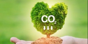 COP30: o mercado de carbono pode vender a Amazônia em pedaços?