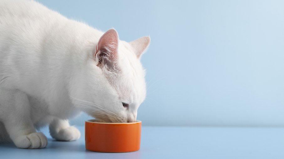 Veterinários alertam: leite faz mal para gatos adultos Veterinários alertam: leite faz mal para gatos adultos