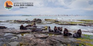 Ilha dos Lobos reabre para turismo esportivo após 7 anos