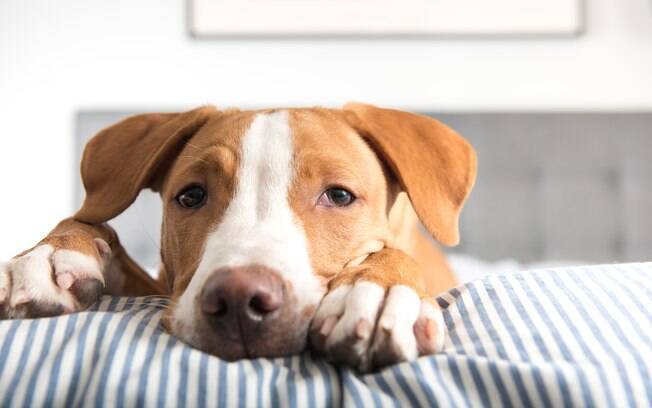 O seu cãozinho pode estar com Erliquiose, ou doença do carrapato em cachorros