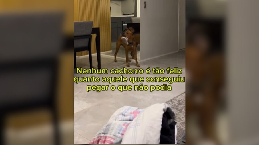 Scooby Doo tem explosão de alegria ao “pegar” sapato do tutor Scooby Doo tem explosão de alegria ao “pegar” sapato do tutor