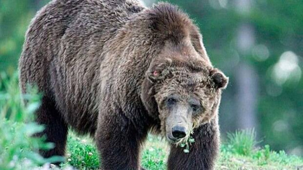 O urso-pardo é um dos maiores e mais fortes mamíferos terrestres do mundo O urso-pardo é um dos maiores e mais fortes mamíferos terrestres do mundo