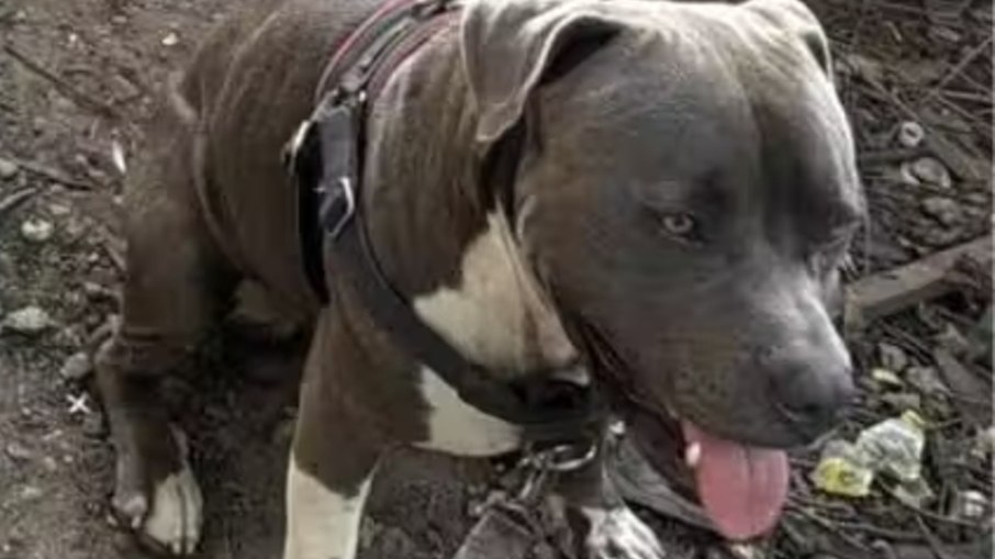 Pitbull guia homem e ajuda a salvar casal desacordado