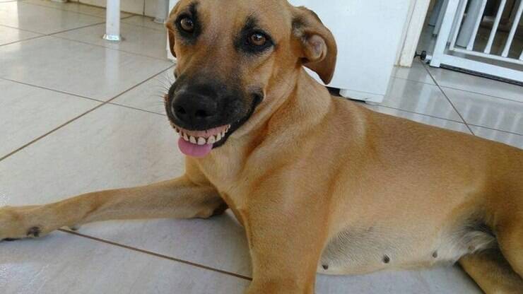 Cachorra acha dentadura, coloca na boca e o resultado Ã©