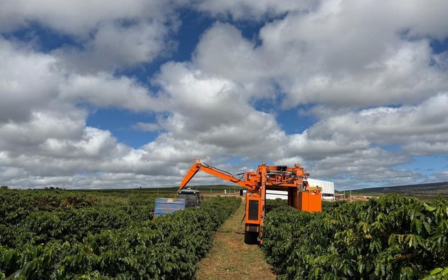 Colheita recorde marca avanço do café no Norte de Minas