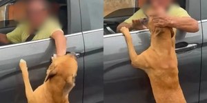 Cachorro corre atrás de carro após ser abandonado em Salvador