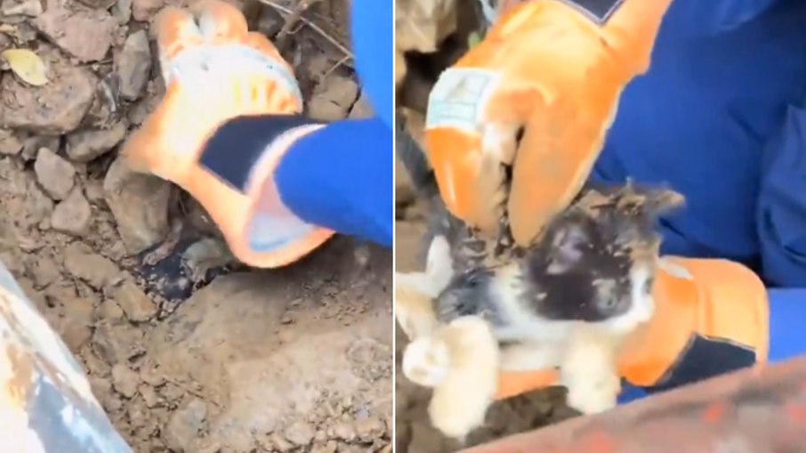 Gatinho é resgatado de prédio destruído por terremoto