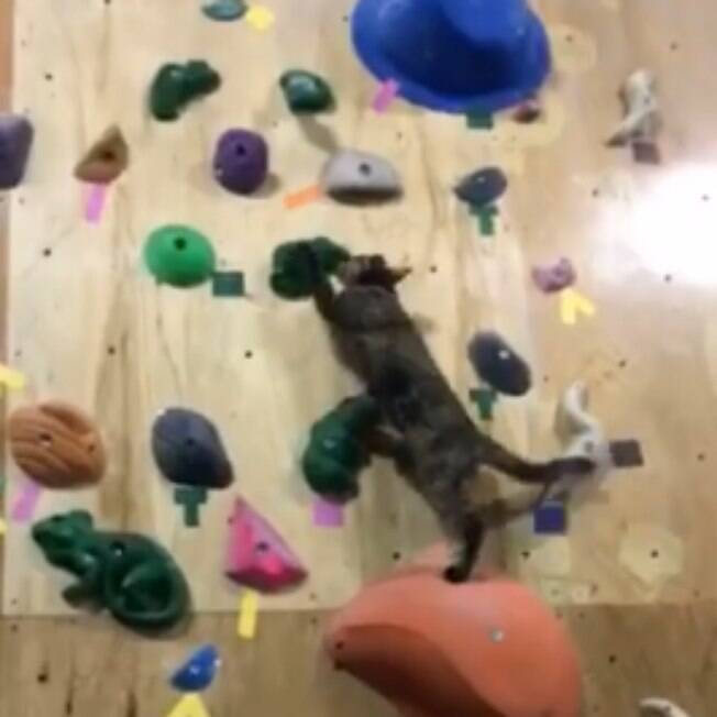 Hilário! Gatinha atleta viraliza praticando escalada