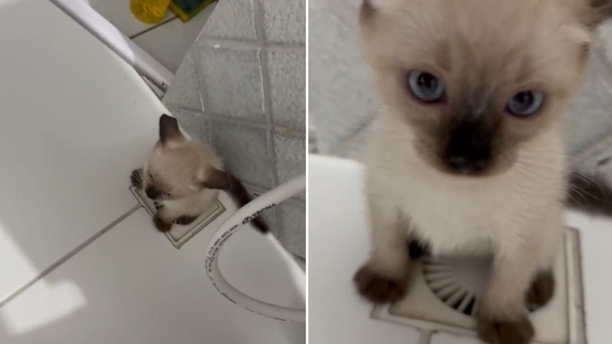 Gatinha surpreende ao usar ralo como banheiro particular