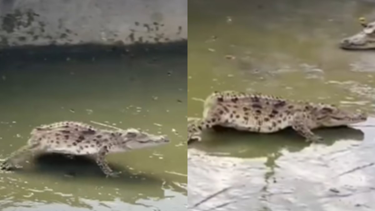 Crocodilo sem cauda faz sucesso na web: 'Fofo' Crocodilo sem cauda faz sucesso na web: 'Fofo'