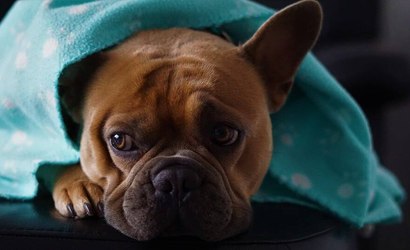 Veja 7 cuidados essenciais com cães durante o frio intenso