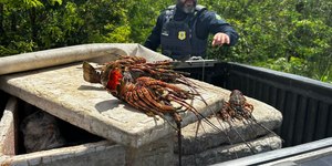 PRF apreende carga de lagosta ovada que seria vendida em Pipa/RN