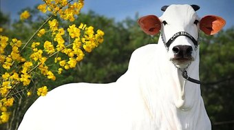 Carina%2C%20a%20vaca%20mais%20cara%20do%20mundo%2C%20%22invade%22%20Allianz%20Parque