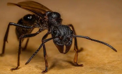 Picada comparada a um tiro: conheça a temida formiga-bala