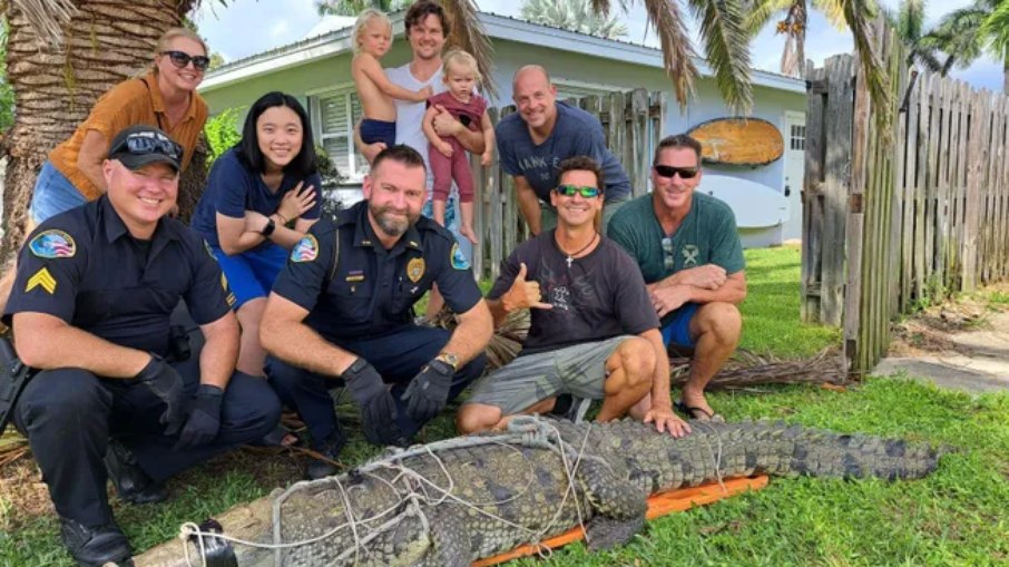 Crocodilo foi capturado