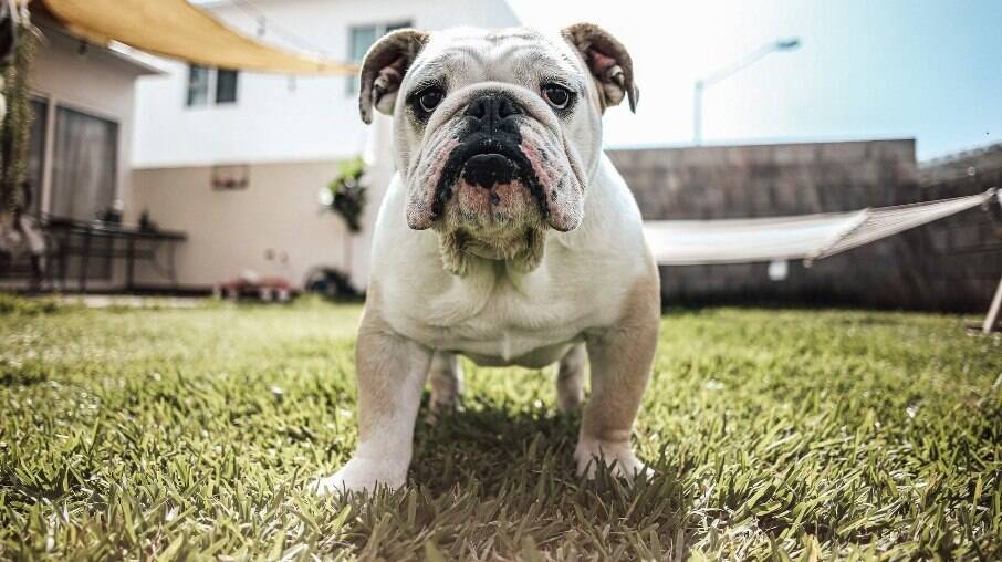 The English Bulldog is an affectionate dog and bonds with its owners.