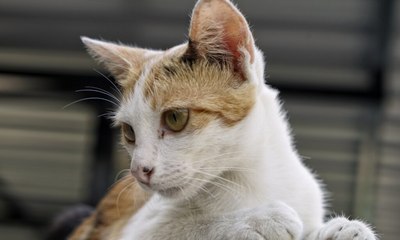 Confira 8 motivos para adotar um gato vira-lata