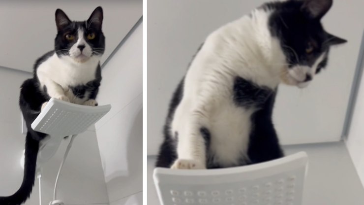Gato é flagrado dormindo em cima do chuveiro durante a madrugada