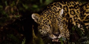 Sobrevivente do fogo, onça-pintada vira mãe no Pantanal
