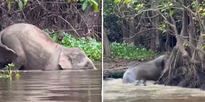 Vídeo flagra crocodilo gigante atacando elefante em rio