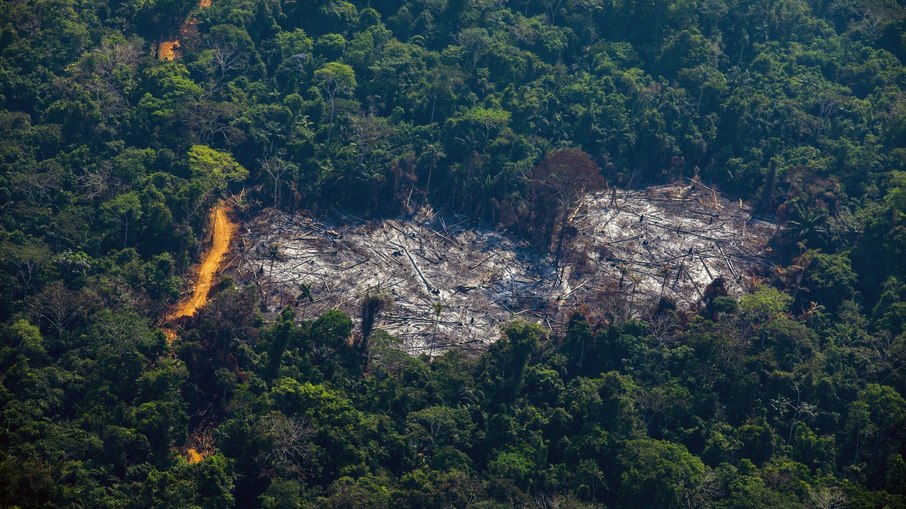 Se vale mais a floresta em pé, por que continuam destruindo?