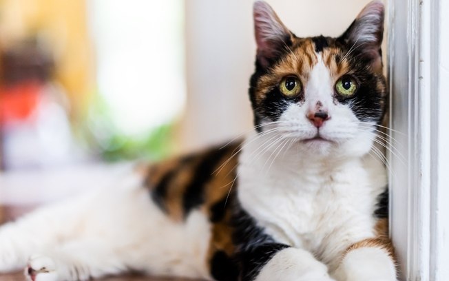 Como tratar acne felina em casa sem estressar seu pet