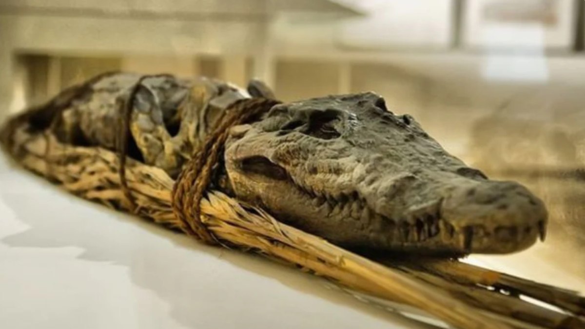 Raio-X de crocodilo revela rituais macabros do Egito Antigo