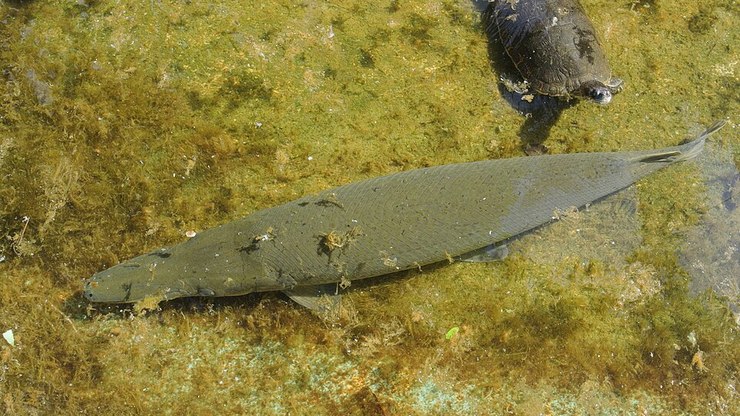 Espécie de peixe de 150 milhões de anos é descoberto ainda viva