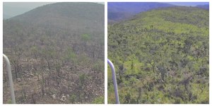 Pantanal registra queda de 97,8% nas áreas queimadas em 2025