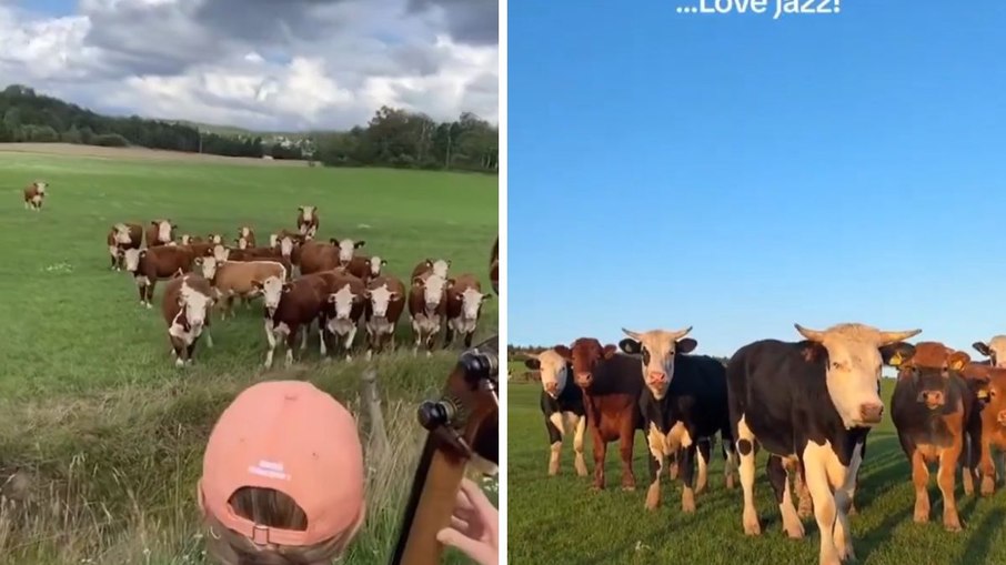Vídeo de vacas reagindo a jazz viraliza com milhões de visualizações