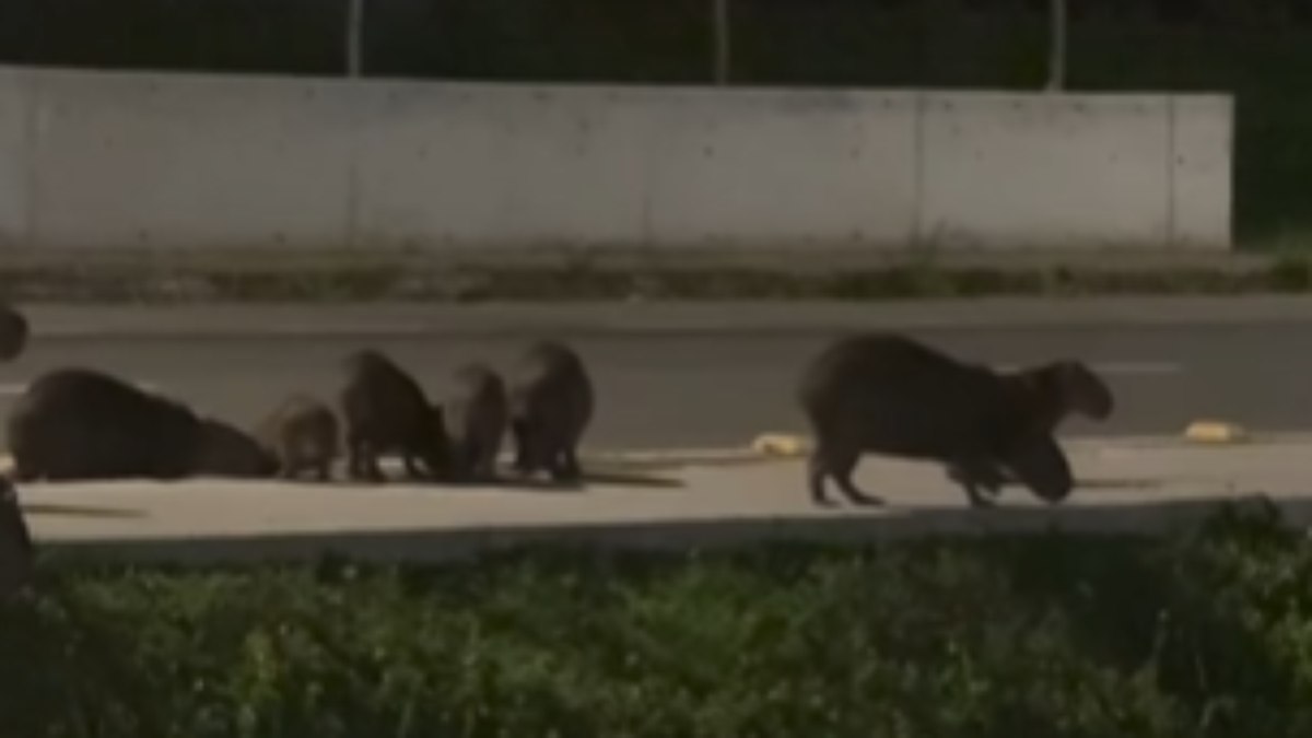 Capivaras são flagradas caminhando em avenida em Juiz de Fora Capivaras são flagradas caminhando em avenida em Juiz de Fora