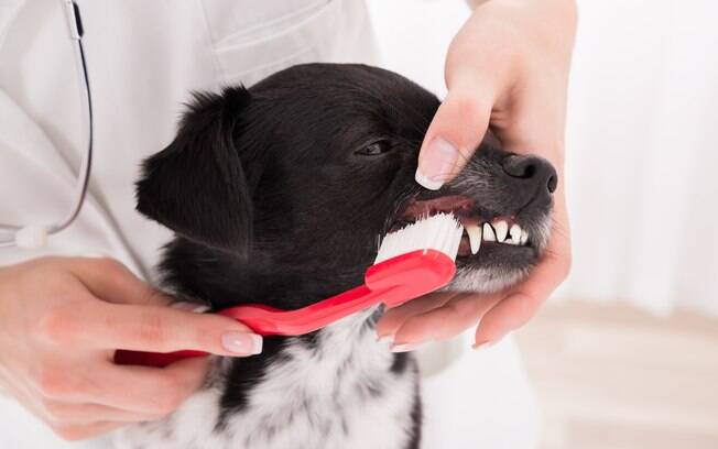 É preciso tomar cuidados básicos com os dentes de leite dos cachorros. 