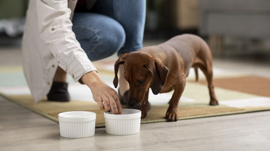 Beterraba para cães: benefícios e cuidados na alimentação Beterraba para cães: benefícios e cuidados na alimentação