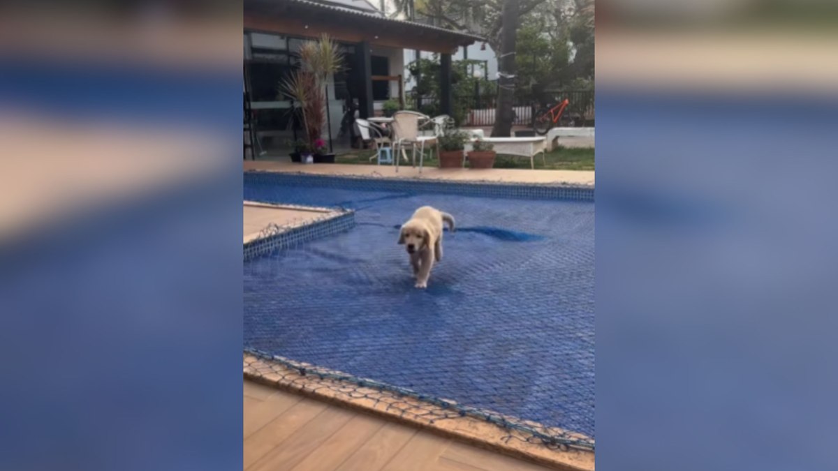 Cãozinho brinca em cima da lona da piscina sem medo de ser feliz