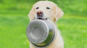 Veja o tipo de alimentação adequada para cão obeso