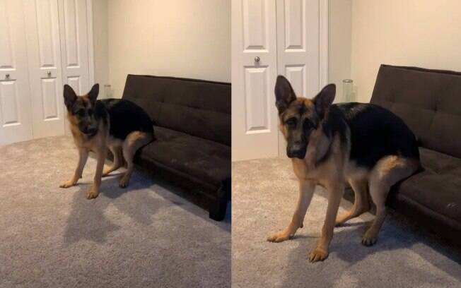 A forma como essa cadela senta no sofá é um tanto curiosa