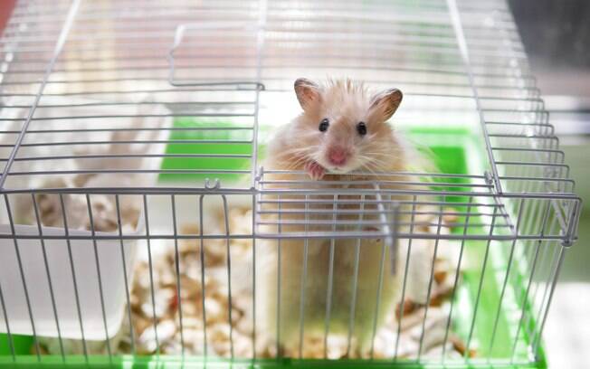 Seu hamster fugiu da gaiola? Saiba o que fazer