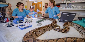 Zoólogos curam câncer de cobra gigante com quimioterapia inédita