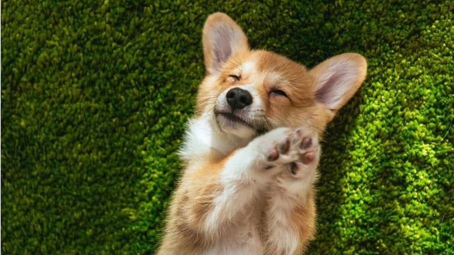 Por que os pets fazem carinhas irresistíveis? Conheça 5 curiosidades dos cachorros