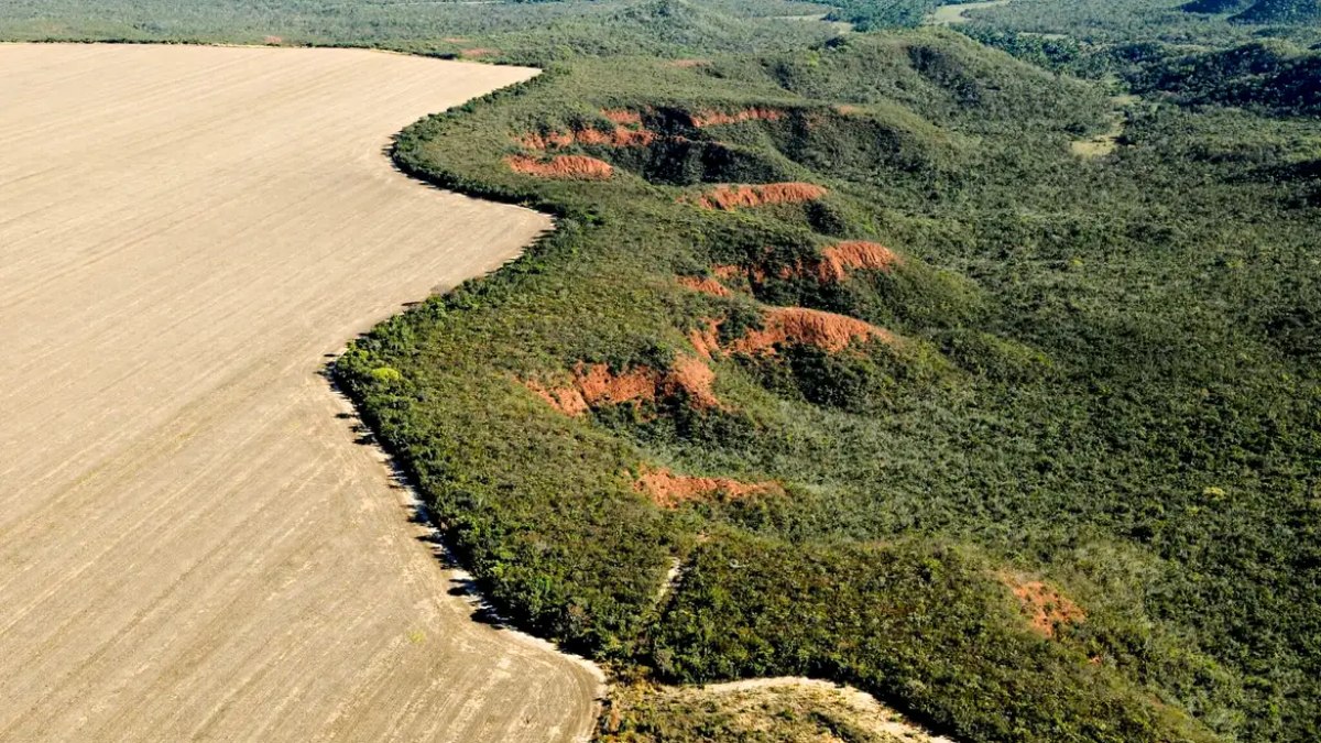 Segundo maior bioma do país e altamente diverso, o bioma é formado por três tipos de vegetação: a savânica, que predomina e foi a mais destruída no período, a florestal e a campestre. 