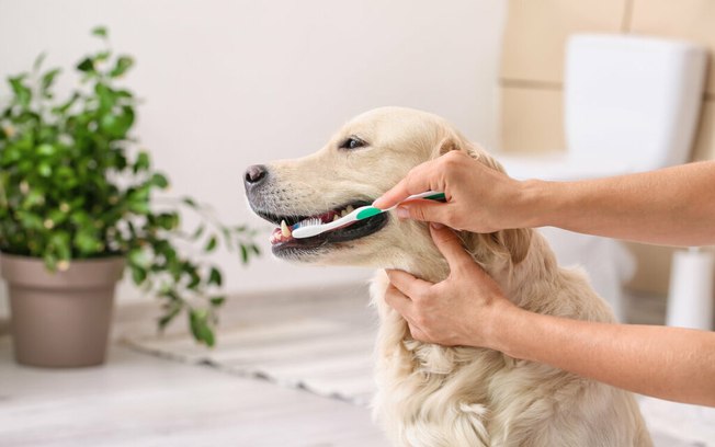 Veja como cuidar dos dentes do seu cachorro
